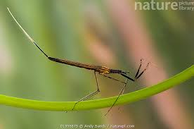 Attēlu rezultāti vaicājumam “Ranatra linearis”