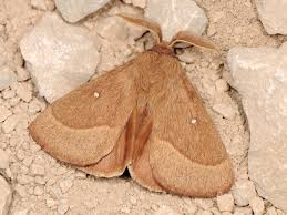 Attēlu rezultāti vaicājumam “Lasiocampa trifolii male”