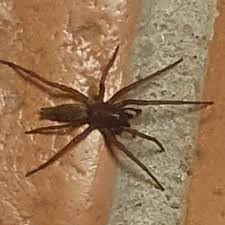 Attēlu rezultāti vaicājumam “Gnaphosidae”