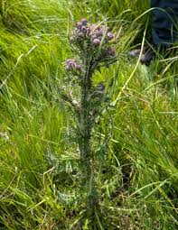Attēlu rezultāti vaicājumam “Cirsium palustre”