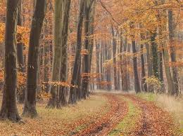 Image result for Pensilva Smbc