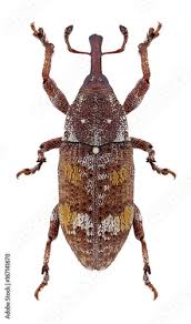 Attēlu rezultāti vaicājumam “Pissodes piniphilus”