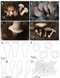 Attēlu rezultāti vaicājumam “Agaricus”