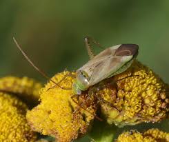 Attēlu rezultāti vaicājumam “Adelphocoris quadripunctatus imago”