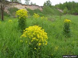 Attēlu rezultāti vaicājumam “Bunias orientalis bud”