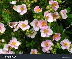 Attēlu rezultāti vaicājumam “Pentaphylloides fruticosa”