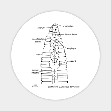 Attēlu rezultāti vaicājumam “Lumbricus terrestris”