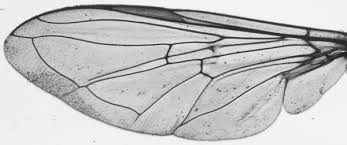 Attēlu rezultāti vaicājumam “Eupeodes corollae”