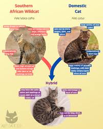 Attēlu rezultāti vaicājumam “Felis silvestris catus juvenile”