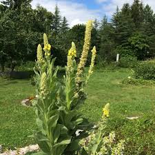 Image result for Königskerzen