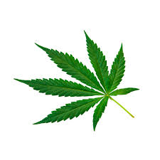 Attēlu rezultāti vaicājumam “Cannabis sativa”