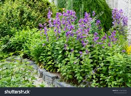 Attēlu rezultāti vaicājumam “Campanula latifolia flower”