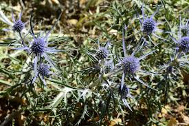 Attēlu rezultāti vaicājumam “Eryngium maritimum”