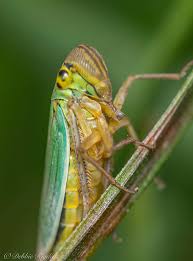 Attēlu rezultāti vaicājumam “Cicadella viridis female”
