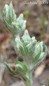 Attēlu rezultāti vaicājumam “Filago arvensis”