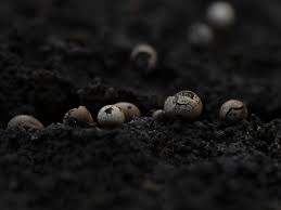 Attēlu rezultāti vaicājumam “Physarum rubiginosum sessile”