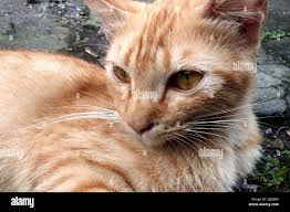 Attēlu rezultāti vaicājumam “Felis silvestris catus”