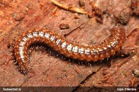 Attēlu rezultāti vaicājumam “Craspedosoma rawlinsi”