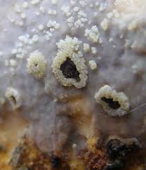 Attēlu rezultāti vaicājumam “Vuilleminia comedens”