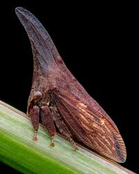 Attēlu rezultāti vaicājumam “Diderma montanum var. album macro”