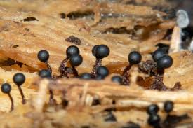 Attēlu rezultāti vaicājumam “Metatrichia floriformis spores”