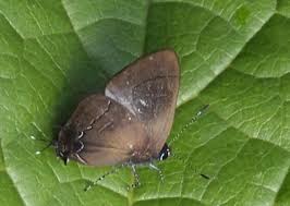 Attēlu rezultāti vaicājumam “Theclinae”