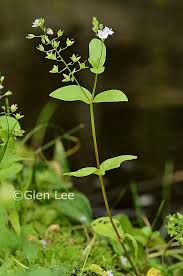 Attēlu rezultāti vaicājumam “Veronica anagallis-aquatica leaf”