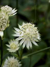 Attēlu rezultāti vaicājumam “Astrantia major”