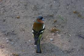 Attēlu rezultāti vaicājumam “Fringilla coelebs nest”