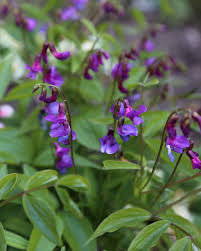 Attēlu rezultāti vaicājumam “Lathyrus vernus”