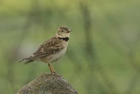 Image result for Melanocorypha calandra