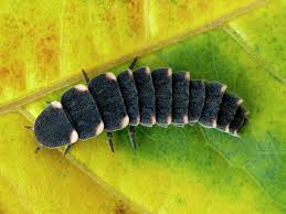 Attēlu rezultāti vaicājumam “Lampyris noctiluca larva”