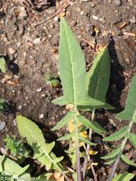 Attēlu rezultāti vaicājumam “Bunias orientalis”