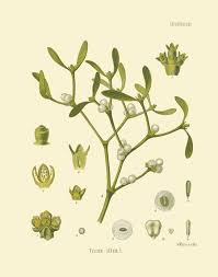 Attēlu rezultāti vaicājumam “Viscum album”