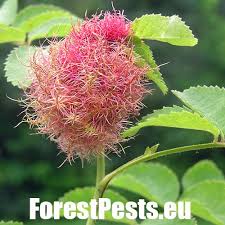 Attēlu rezultāti vaicājumam “Diplolepis rosae”