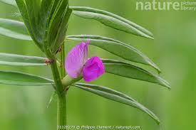 Attēlu rezultāti vaicājumam “Vicia sepium”