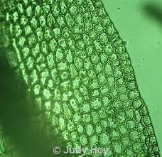 Attēlu rezultāti vaicājumam “Tortula truncata”