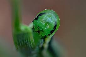 Attēlu rezultāti vaicājumam “Gilpinia”