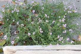 Attēlu rezultāti vaicājumam “Spergularia rubra flower”