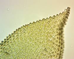 Attēlu rezultāti vaicājumam “Thuidium delicatulum sporophyte”