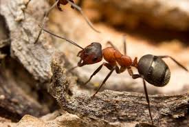 Attēlu rezultāti vaicājumam “Formica rufa”