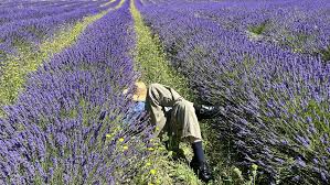 Image result for Lavendel