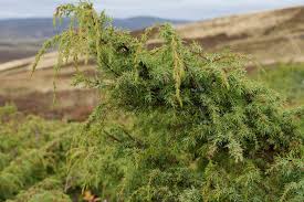 Attēlu rezultāti vaicājumam “Juniperus communis male flower”