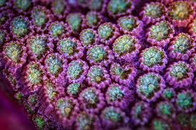 Attēlu rezultāti vaicājumam “Calypogeia azurea cells”