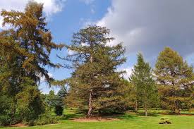 Attēlu rezultāti vaicājumam “Larix decidua”