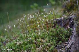 Attēlu rezultāti vaicājumam “Polytrichum formosum”