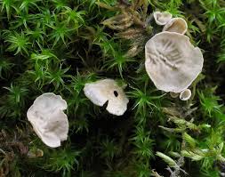 Attēlu rezultāti vaicājumam “Retinia resinella exuvia”