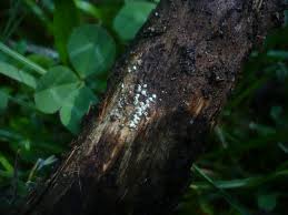 Attēlu rezultāti vaicājumam “Lasiosphaeria ovina”