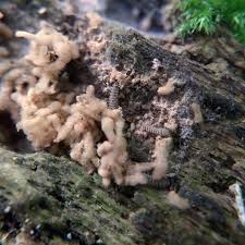 Attēlu rezultāti vaicājumam “Heterotrichia obvelata (syn. Arcyria obvelata) young”