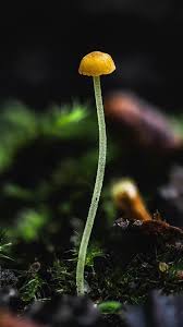 Attēlu rezultāti vaicājumam “Mycena acicula”